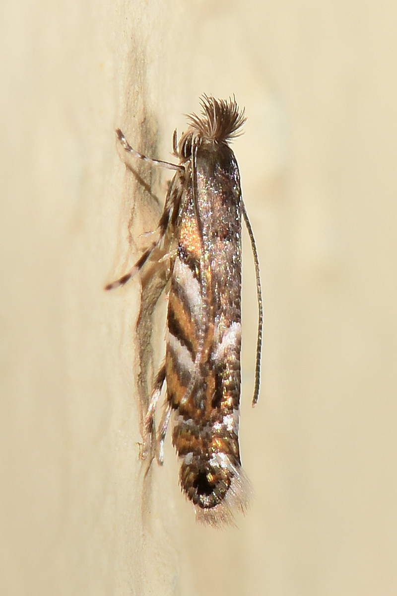 Gracillariidae: Phyllonorycter robiniella?